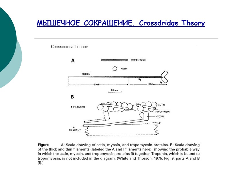 МЫШЕЧНОЕ СОКРАЩЕНИЕ. Crossdridge Theory